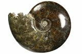 Polished, Agatized Ammonite (Cleoniceras) - Madagascar #138564-1